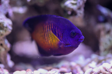 Ein Gestreifter - Zwergkaiser Centropyge Bispinosa in einem Meerwasseraquarium.