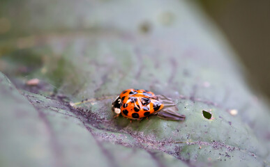 Ein roter Marienkäfer mit eingedellten Deckflügeln auf einem Blatt.