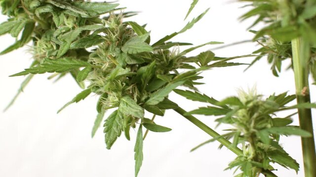 Adult cannabis plant on a light background. Flowers and leaves in pollen. Maturation of raw CBD material.