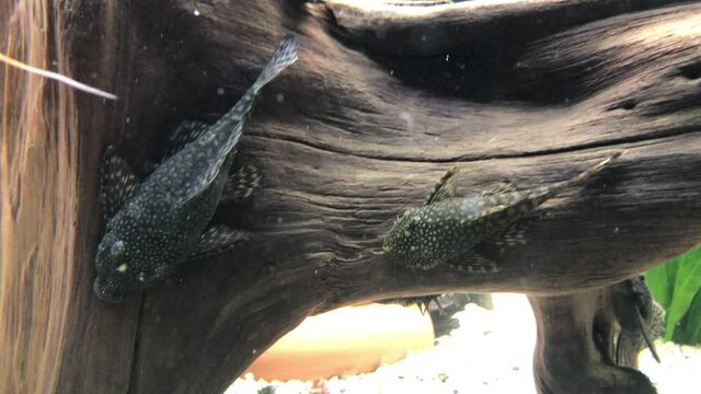 Antennenwelse im Aquarium. Weibchen haben keine Antennen, M&auml;nnchen haben Antennen.