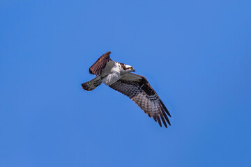 Osprey in flight hovering in side profile, with an outstretched wing against a deep blue sky.