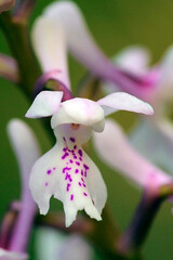 Orchis mascula is an orchid with a terrestrial habit.