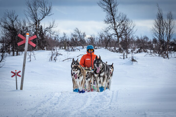 Musher with sled dogs traveling in lapland