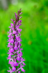 Orchis mascula is an orchid with a terrestrial habit.