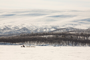 Team of dogs with sled running through the snowy mountain