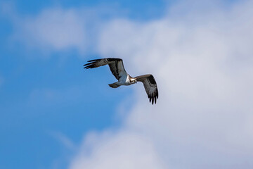 Fototapeta na wymiar An Osprey approaching in flight against a pretty blue sky and large, fluffy white cloud.