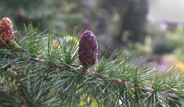Swiss stone pine also called arolla branch and cone detail