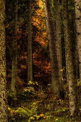 Obraz premium Fiery golden autumn trees seen through a dark forest