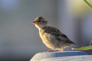 Aufnahme eines Sperling. Sperlinge sind freche und lustige Vögel.