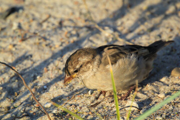 Aufnahme eines Sperling. Sperlinge sind freche und lustige Vögel.