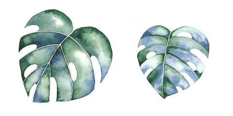 Two hand drawn monstera leaves. Watercolor illustration.