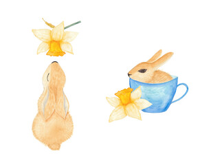 Two golden Easter bunnies with daffodils. Hand drawn watercolor illustration.