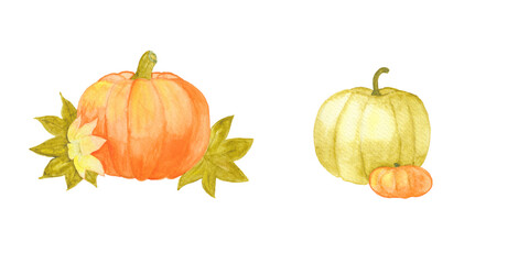 Two big pumpkins. Autumn Thanksgiving Illustration.
