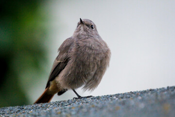 Ein kleiner Hausrotschwanz sitz am Abend auf dem Dach.