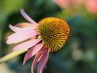 Large flower buds of echinacea blooming in the garden.