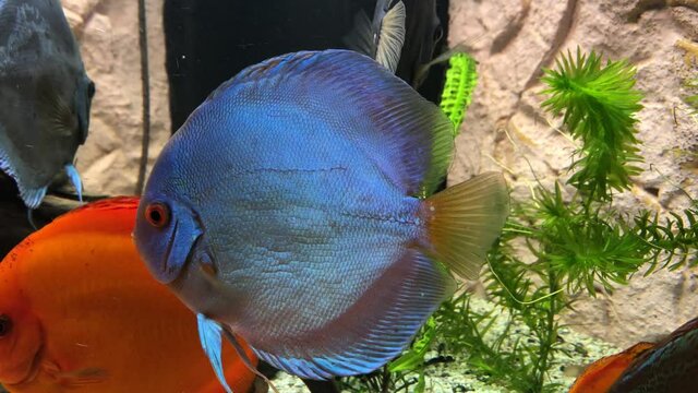 Diskusfische in einem Aquarium. Discusfische sind Buntbarsche.