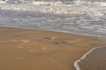 One legged bird on the coast