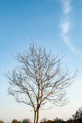 Lonely bare tree in autumn town park by blue sky background
