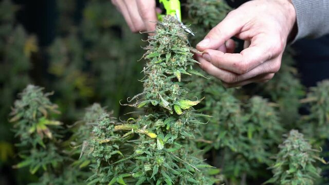 Growing marijuana drug thc cannabis plant at home indoors - hand and scissors cut leaves before weed plant hassle