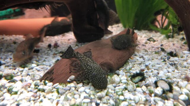 Antennenwelse im Aquarium.