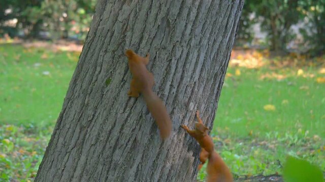 Two squirrels play on a tree in slow motion 180fps