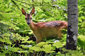 Chevreuil (Capreolus capreolus)Neuchâtel, Suisse.