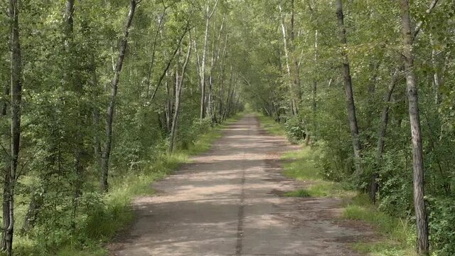 Alley of birches and aspens in summer. Walk on a sunny day through the forest. Filming motion from an unmanned aerial vehicle.