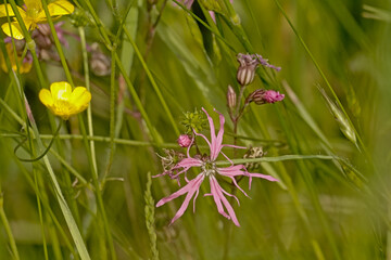 Pink ragged robin flower - Lychnis flos-cuculi