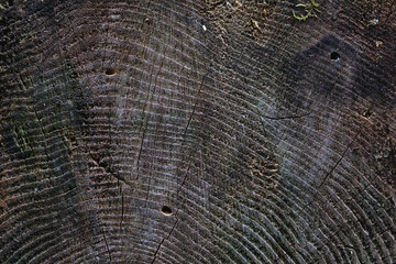 Old wood detail texture