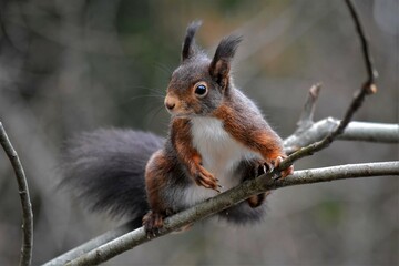 Écureuil roux (Sciurus vulgaris), Neuchâtel, Suisse.