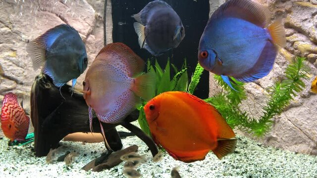 Diskusfische in einem Aquarium. Discusfische sind Buntbarsche.