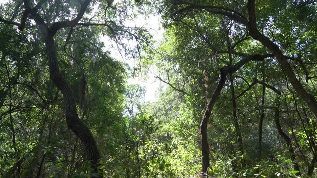 Trees in the woods with view of sky in the middle; tracking from base of trees to treetops; sun flare through the tree branches