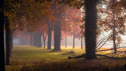 Photo d'une Forêt brumeuse d'Automne au petit matin, en Normandie - obrazy, fototapety, plakaty