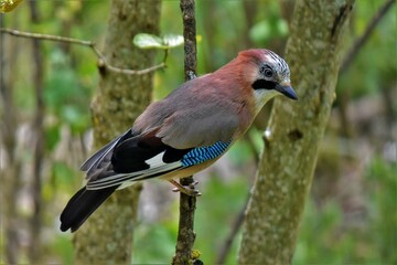 Geai des chênes (Garrulus glandarius), Neuchâtel, Suisse.