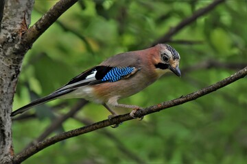 Geai des chênes (Garrulus glandarius), Neuchâtel, Suisse.