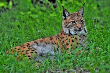 Fototapeta na wymiar Lynx d'Eurasie (Lynx lynx), Neuchâtel, Suisse.