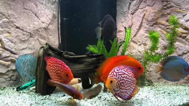 Diskusfische in einem Aquarium. Discusfische sind Buntbarsche.