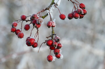 Früchte vom Weißdorn mit raureif.