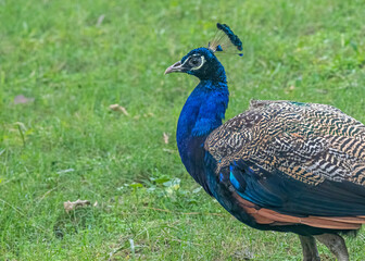 Obraz premium Peacock moving in a garden