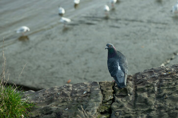 Municipal pigeons