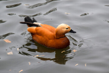 Duck on the surface of the lake in the park in winter - obrazy, fototapety, plakaty