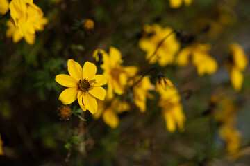 yellow flowers