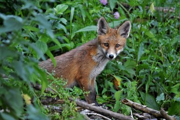 Renard roux (Vulpes vulpes), Neuchâtel, Suisse.