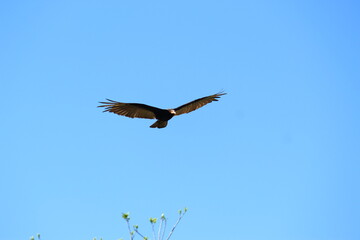 Obraz premium Aegypius monachus in blue sky