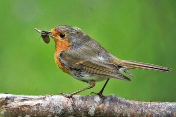  Rougegorge familier (Erithacus rubecula), Neuchâtel, Suisse.