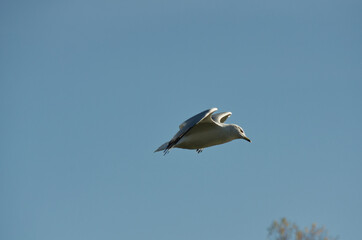 Ring Billed Gull in Flight