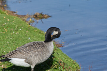 Canada Goose near the Water's Edge