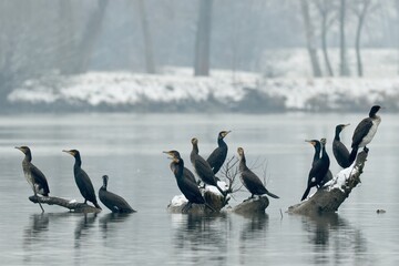 Fototapeta premium Flock of great cormorants resting in the river. Sitting motionless on stones and wood. Group, early winter foggy morning. Genus species Phalacrocorax carbo. Trencin, Slovakia.