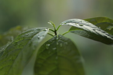 Sprouted seed avocado at home. Nature conservation concept. Avocado sprout.