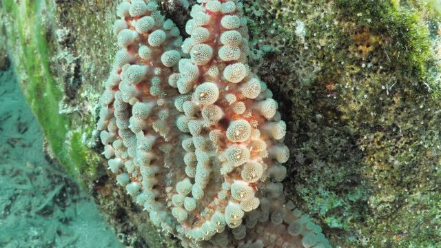 starfish close up scenery star fish underwater